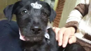 Cachorro raça SRD idade 2 a 6 meses nome Julieta