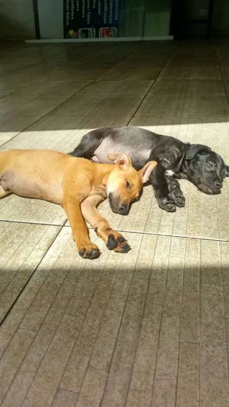 Cachorro ra a Sem Raça Definida idade 2 a 6 meses nome Romeu