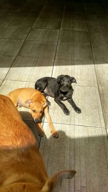 Cachorro ra a Sem Raça Definida idade 2 a 6 meses nome Romeu