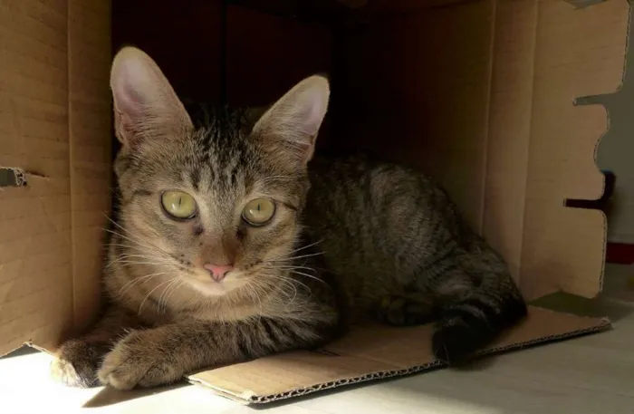 Gato ra a srd idade 2 a 6 meses nome Pralinê