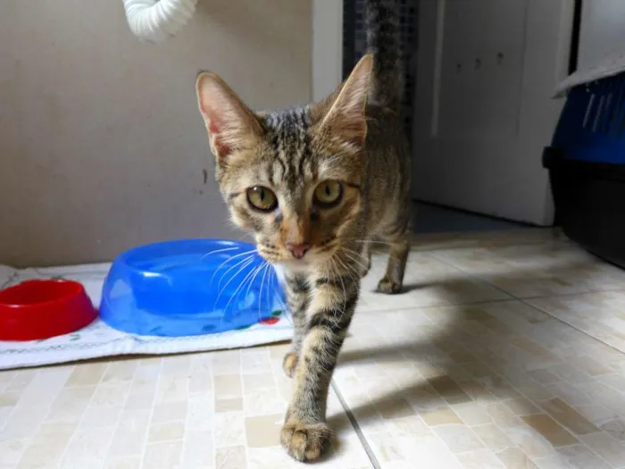 Gato ra a srd idade 2 a 6 meses nome Pralinê