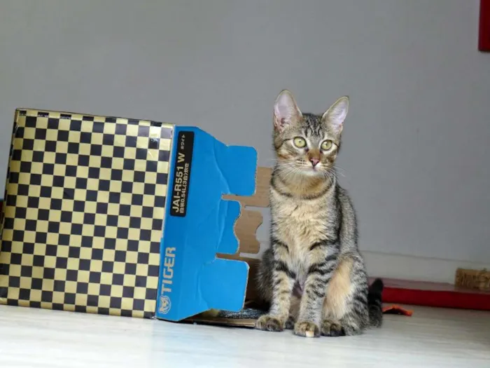 Gato ra a srd idade 2 a 6 meses nome Pralinê