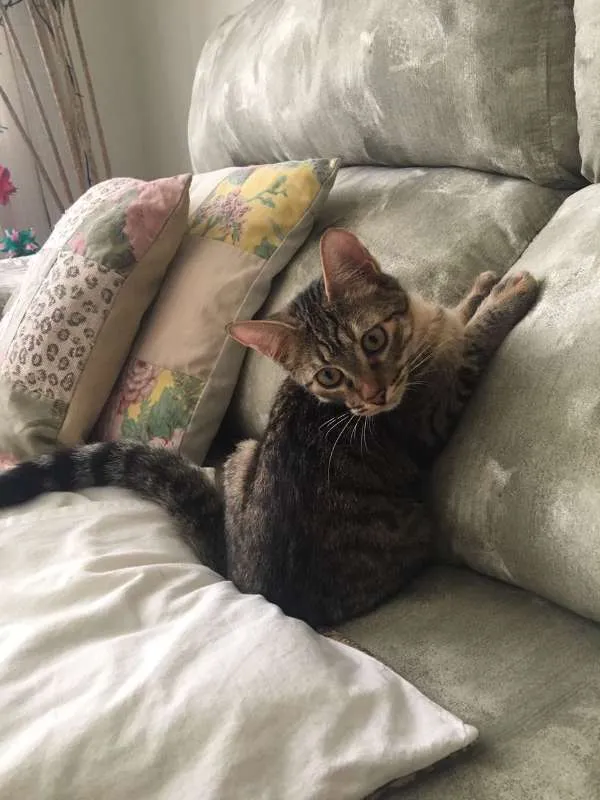 Gato ra a srd idade 2 a 6 meses nome Pralinê