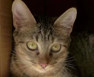 Gato raça srd idade 2 a 6 meses nome Pralinê