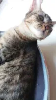 Pralinê