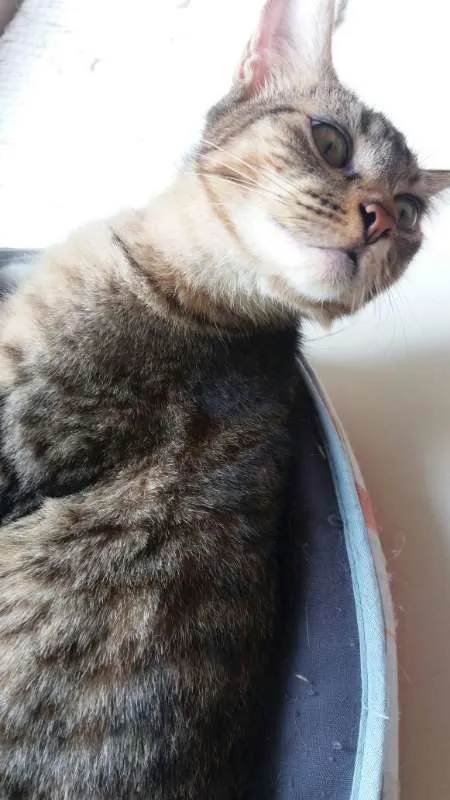 Gato ra a srd idade 2 a 6 meses nome Pralinê