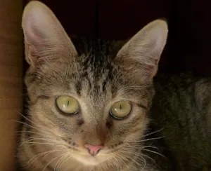 Gato raça srd idade 2 a 6 meses nome Pralinê