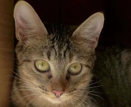 Gato ra a srd idade 2 a 6 meses nome Pralinê