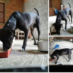 Cachorro raça Pitt bull  idade 4 anos nome Eike