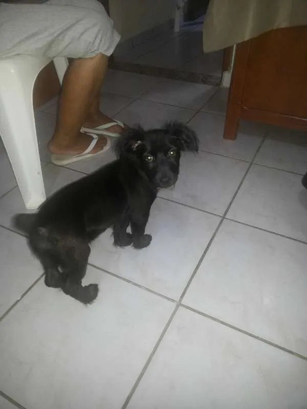 Cachorro ra a SRD idade 2 a 6 meses nome sem nome