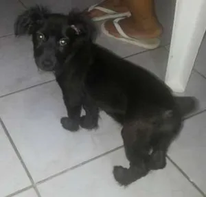 Cachorro raça SRD idade 2 a 6 meses nome sem nome