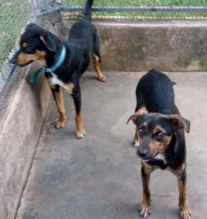 Cachorro raça Viralata idade 2 a 6 meses nome Xinguilingui e vira