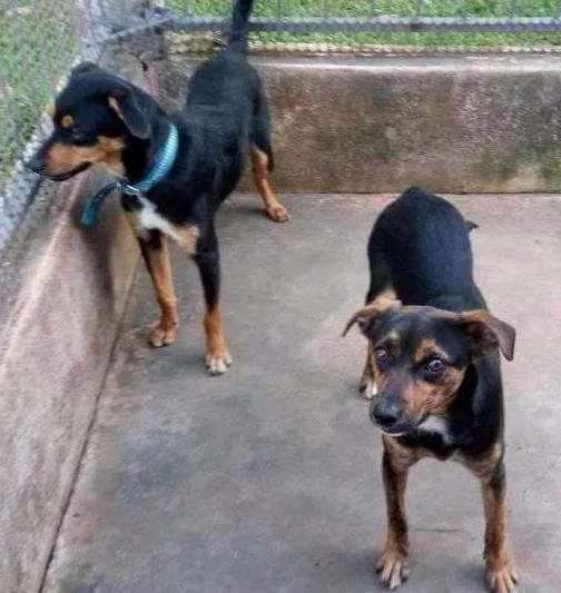 Cachorro ra a Viralata idade 2 a 6 meses nome Xinguilingui e vira
