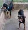 Cachorro raça Viralata idade 2 a 6 meses nome Xinguilingui e vira