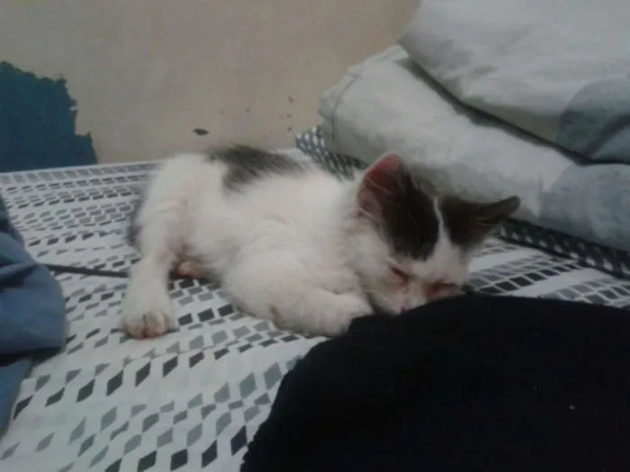 Gato raça indefinida idade Abaixo de 2 meses nome Sobrevivente