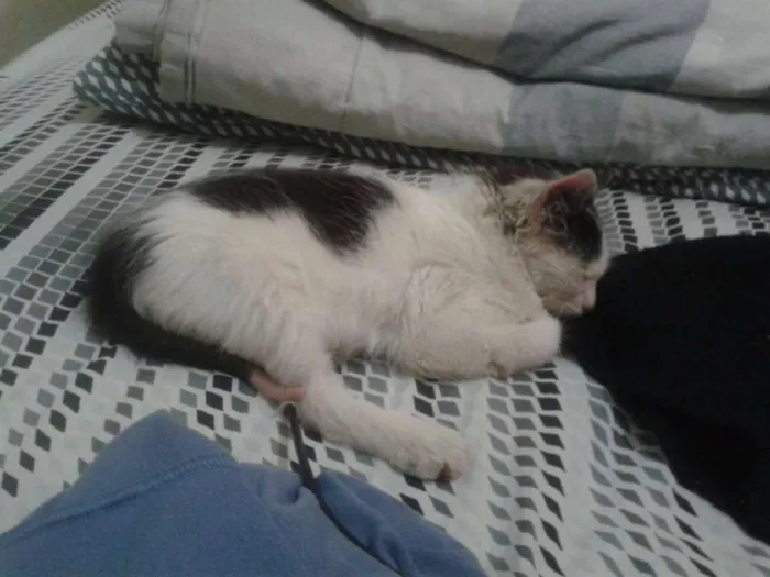 Gato raça indefinida idade Abaixo de 2 meses nome Sobrevivente
