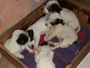 Cachorro raça SRD idade Abaixo de 2 meses nome Sem nome definido 