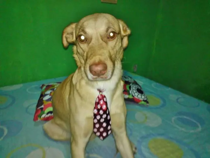 Cachorro ra a Mistura de labrador  idade 3 anos nome Nenem