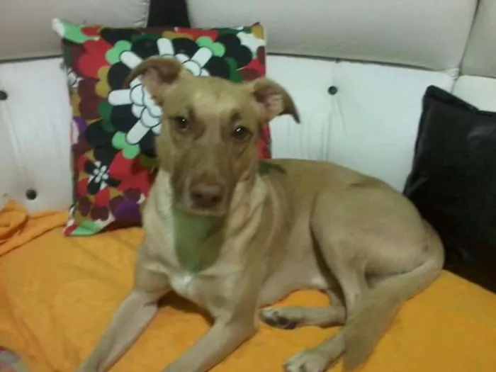 Cachorro ra a Mistura de labrador  idade 3 anos nome Nenem