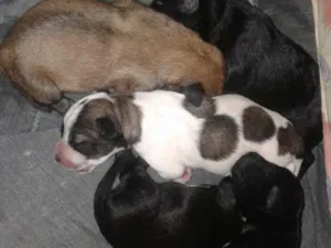Cachorro raça viralata idade 2 a 6 meses nome belíssima