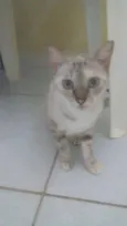 cloe