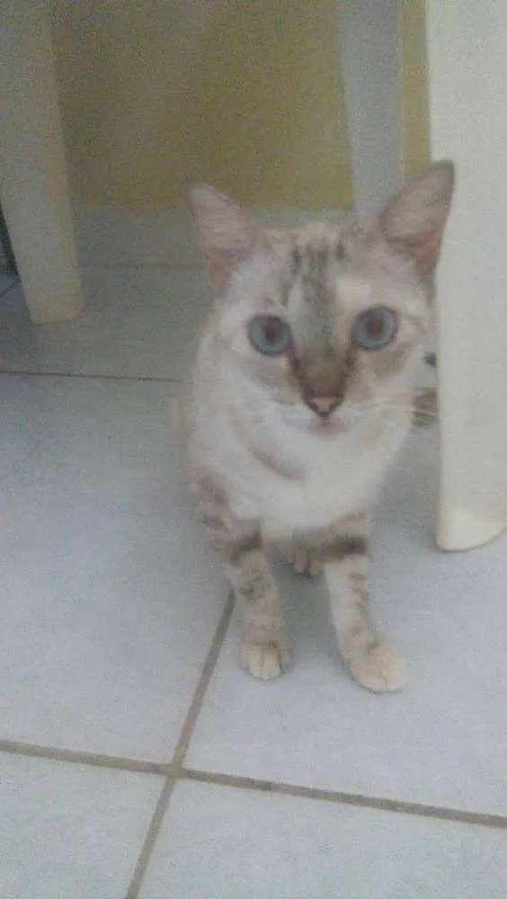 Gato raça  idade 2 anos nome cloe
