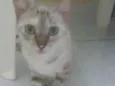 cloe