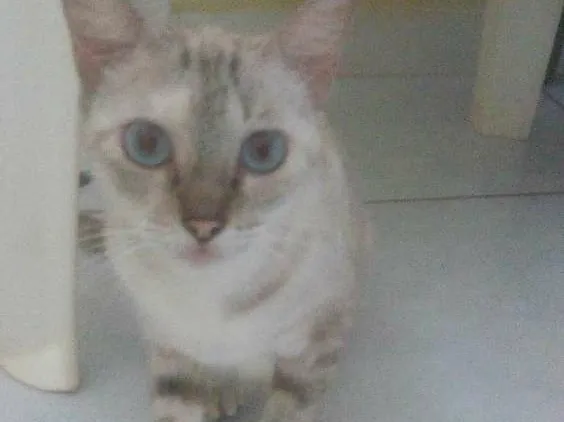 Gato raça  idade 2 anos nome cloe