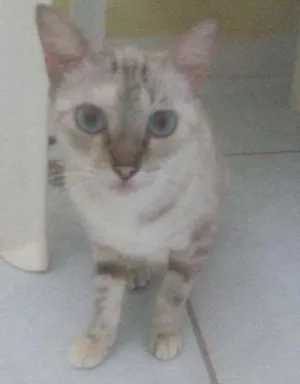 Gato raça  idade 2 anos nome cloe