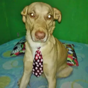 Cachorro raça Mistura de labrador  idade 3 anos nome Nenem