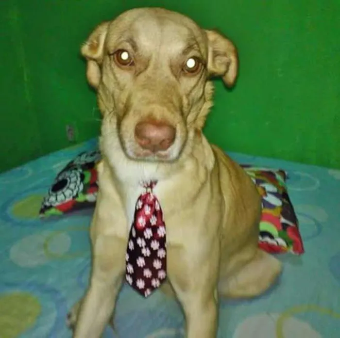 Cachorro ra a Mistura de labrador  idade 3 anos nome Nenem