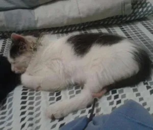 Gato raça indefinida idade Abaixo de 2 meses nome Sobrevivente