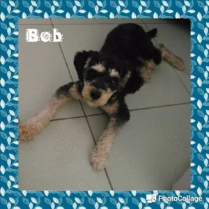 Cachorro raça Poodle idade 1 ano nome Bob