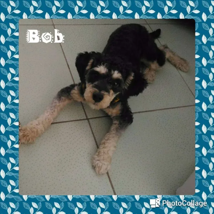 Cachorro ra a Poodle idade 1 ano nome Bob