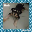Bob