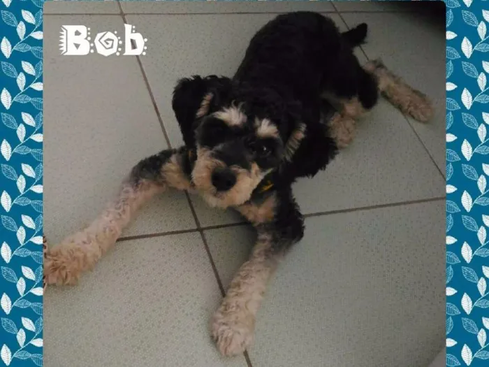 Cachorro ra a Poodle idade 1 ano nome Bob