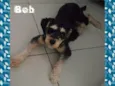Bob
