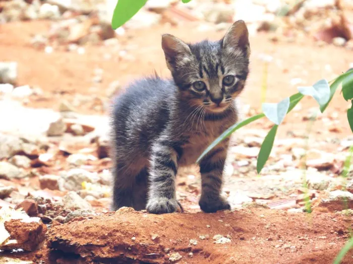 Gato ra a  idade Abaixo de 2 meses nome sem nome definido