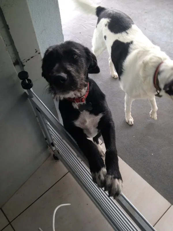 Cachorro ra a SRD idade 2 a 6 meses nome Angel