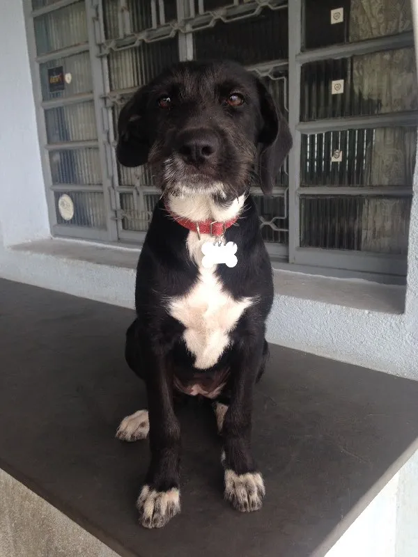 Cachorro ra a SRD idade 2 a 6 meses nome Angel
