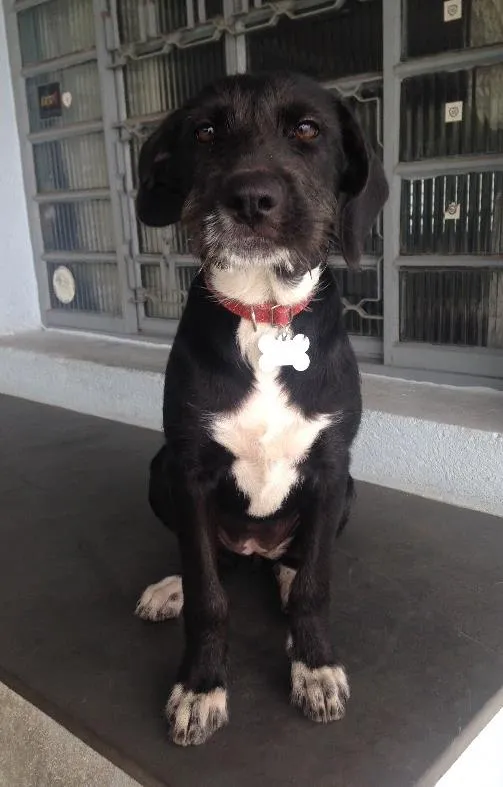 Cachorro ra a SRD idade 2 a 6 meses nome Angel