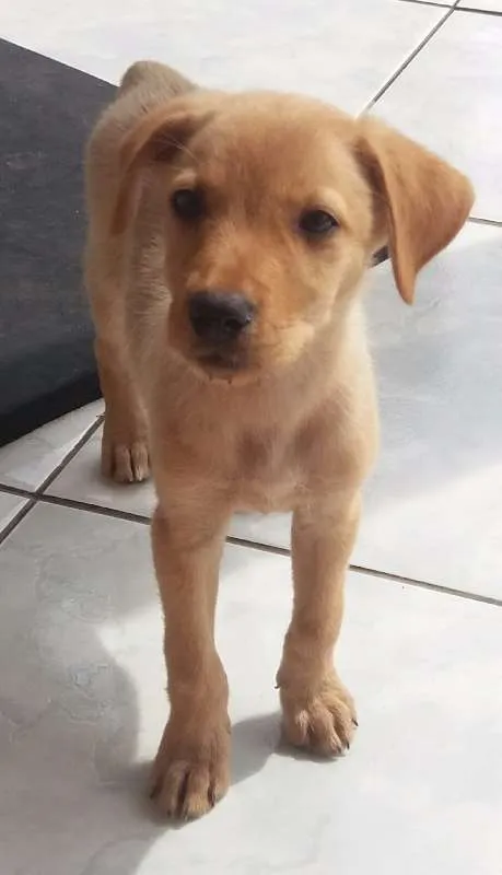 Cachorro raça Labrador mestiço  idade 2 a 6 meses nome Não tem 