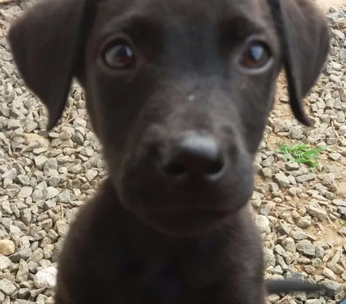 Cachorro raça Labrador mestiço  idade 2 a 6 meses nome Não tem 