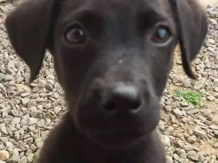 Cachorro raça Labrador mestiço  idade 2 a 6 meses nome Não tem 