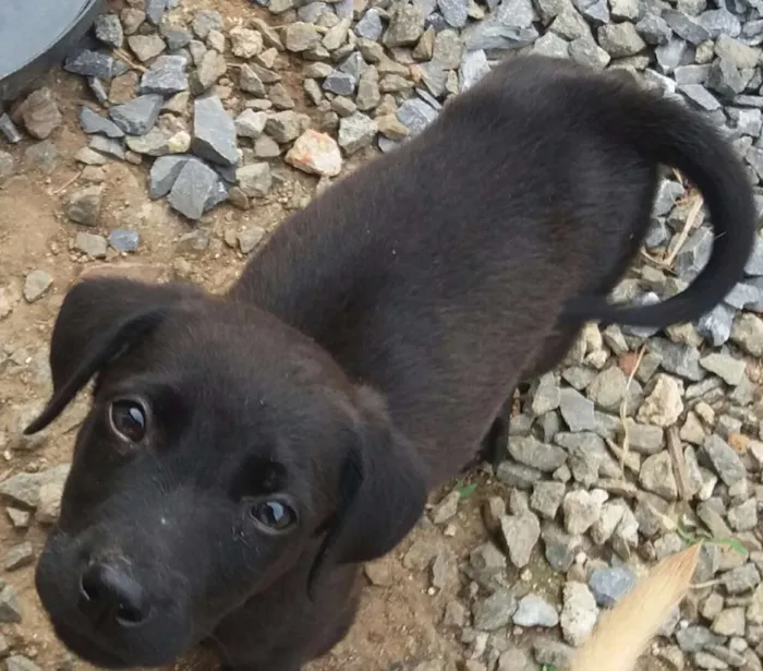 Cachorro raça Labrador mestiço  idade 2 a 6 meses nome Não tem 