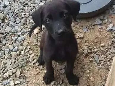 Cachorro raça Labrador mestiço  idade 2 a 6 meses nome Não tem 