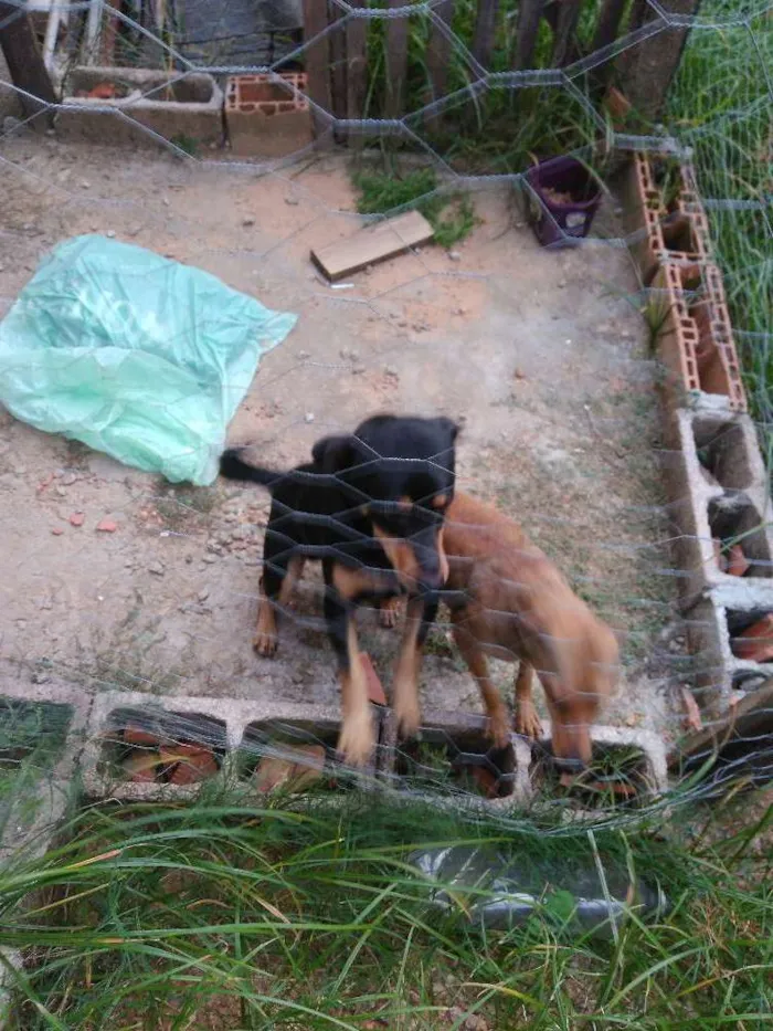 Cachorro raça  idade  nome Sem nome