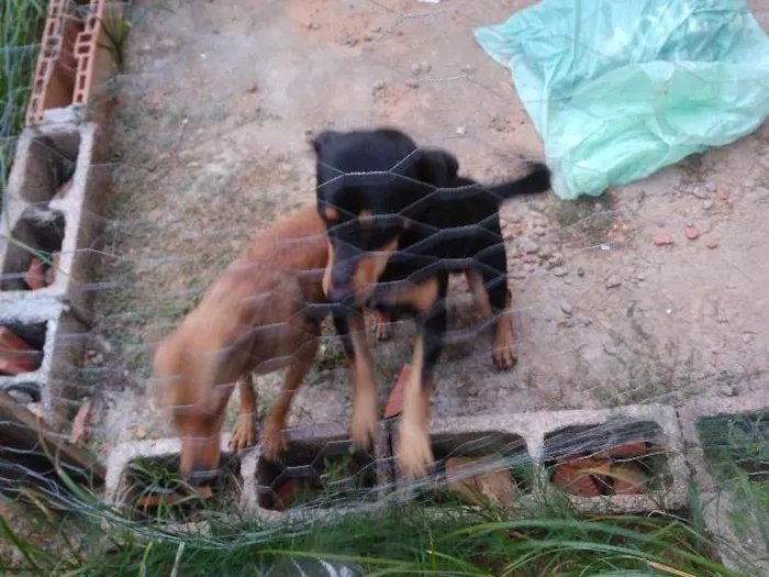 Cachorro raça  idade  nome Sem nome
