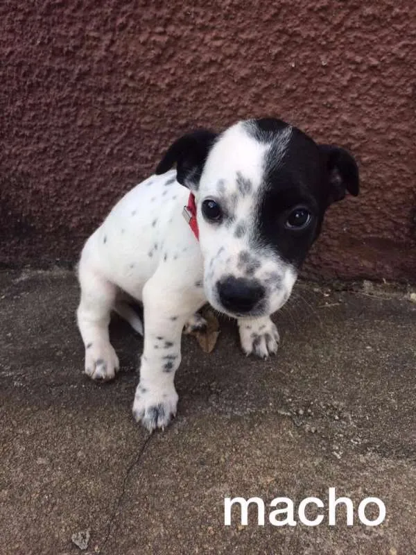 Cachorro ra a srd idade 2 a 6 meses nome Filhotinho