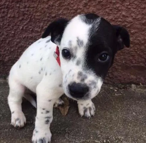 Cachorro ra a srd idade 2 a 6 meses nome Filhotinho